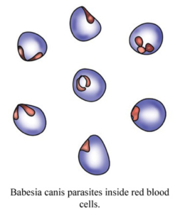 babesia_canis_lifelearn.png.cf