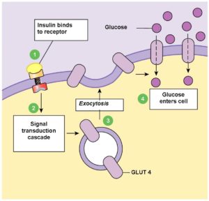 glucosereceptor2