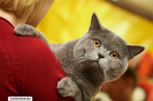 cat exhib 003[1]           